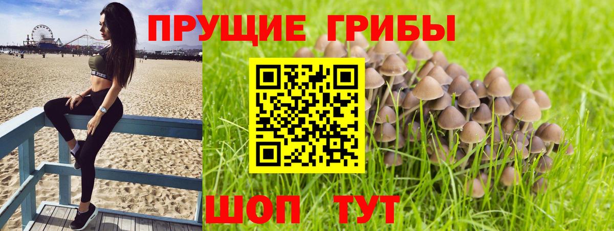 Галлюциногенные грибы Psilocybe  Вход с VPN  Псилоцибиновые грибы MAGIC MUSHROOMS  Камышин 